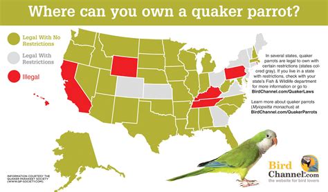 Where to Own a Quaker Parrot: An Informative Infographic