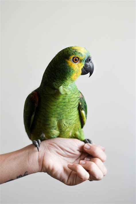 Image result for Parrot Picture Simple Tips