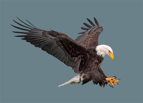 Explore the 5 Amazing 5-Letter Birds (The Complete List!) - A-Z Animals