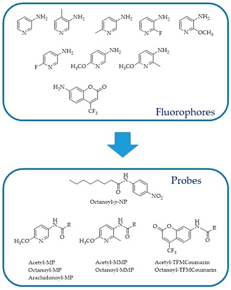 Fluorescence-Based Enzyme Activity Assay: Ascertaining the Activity and ...