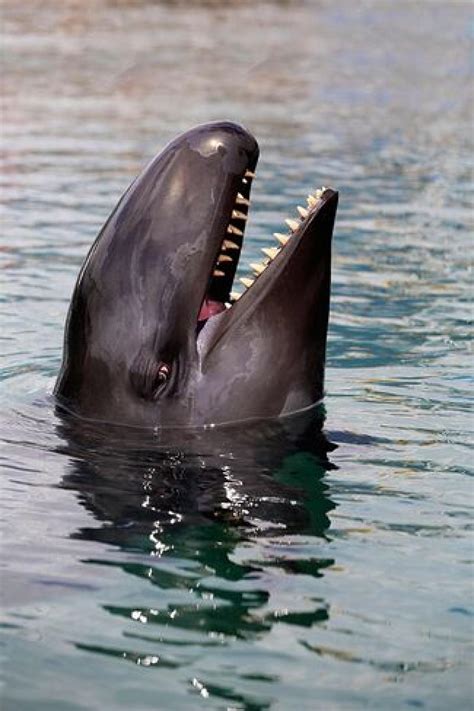 7 Facts about False Killer Whales | Scuba Diving