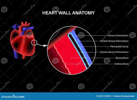 Parietal Layer Of The Heart