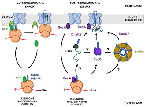 Folding Control in the Path of Type 5 Secretion
