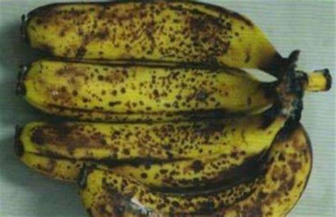 “黑皮”香蕉到底能吃吗一种吃起来最甜，一种烂掉了吃了拉肚子