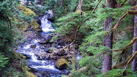 Searching for Walupt Creek Falls - Essex Media & Explorations