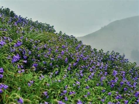 Stunning Pictures Of Rare Neelakurinji Flowers That Bloom Once In 12 Years