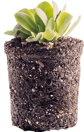 pH scale Inventor | Who invented the pH scale? - Carlsberg