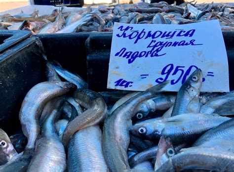 В Ленобласти и Петербурге пошла корюшка: почему так дорого и от чего ...