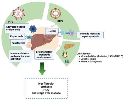 HIV-HBV Coinfection—Current Challenges for Virologic Monitoring