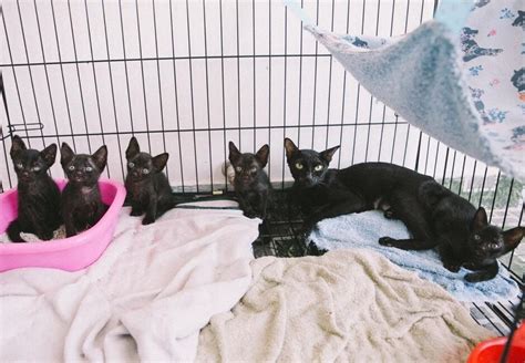 Rescue Cat Shuri and Babies - FOUR PAWS International - Animal Welfare ...