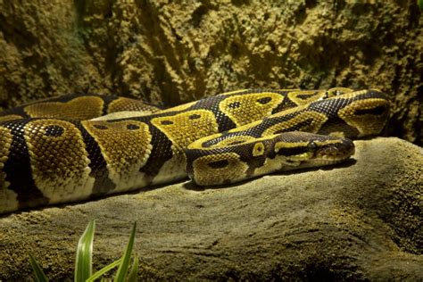 How to Take Care of Ball Python 的图像结果
