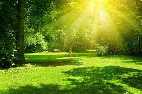 Bright sunny day in park. | Anime background, Background park, Anime ...