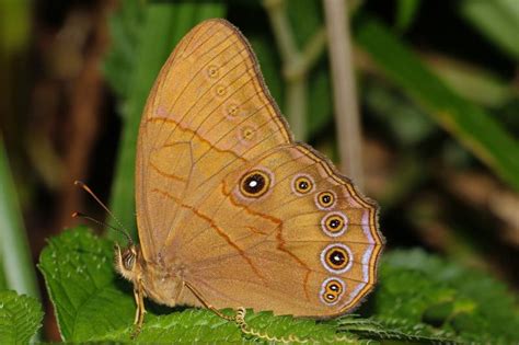 Lethe latiaris latiaris | Butterfly