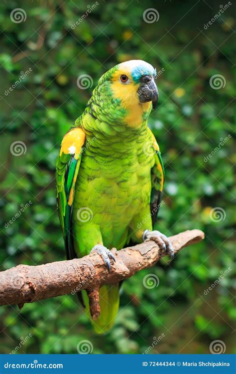 Single Blue-Fronted Amazon Parrot (Amazona Aestiva) Stock Photo - Image ...