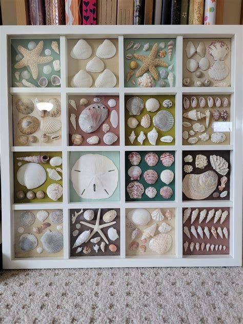 Image result for Seashell Collection