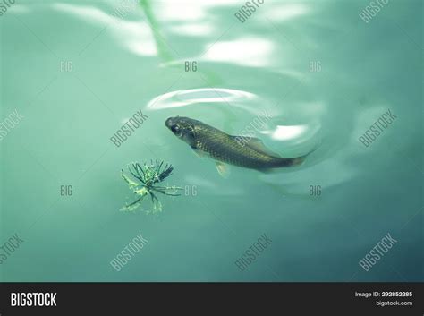 Lake Fish In Water