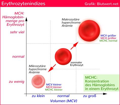 Mittleres Erythrozyteneinzelvolumen (Blutwert MCV)