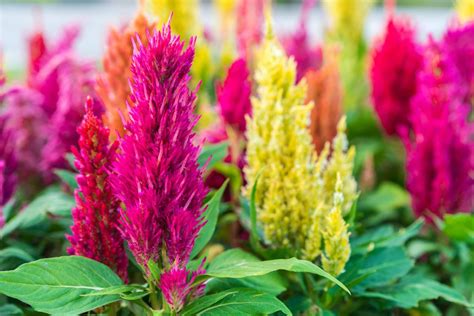 Celosia 'Woolflower' Care & Growing Tips | Horticulture.co.uk