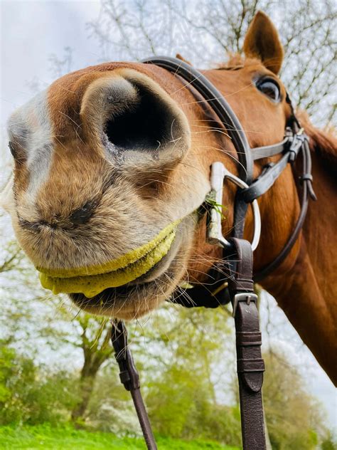 [100+] Funny Horse Wallpapers | Wallpapers.com