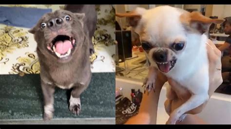 Animal Bloopers Compilation 的图像结果