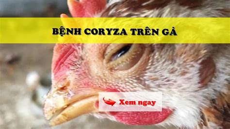 BỆNH CORYZA TRÊN GÀ - ICOVET - Chăn Nuôi Thịnh Vượng