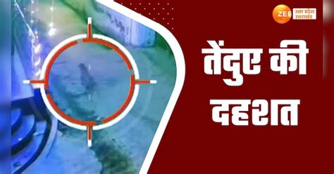 panther seen roaming in streets of hapur on diwali night video viral ...