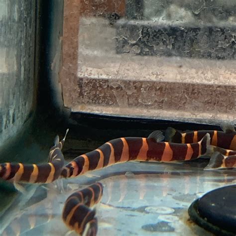 Kuhli Loaches Care