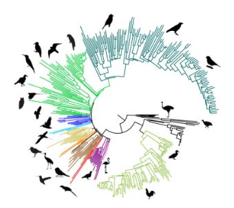 A Phylogenomic Supertree of Birds