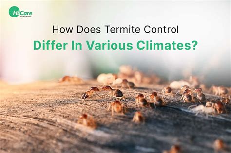How Termite Control Varies in Different Climates | HiCare – HiCare (A ...