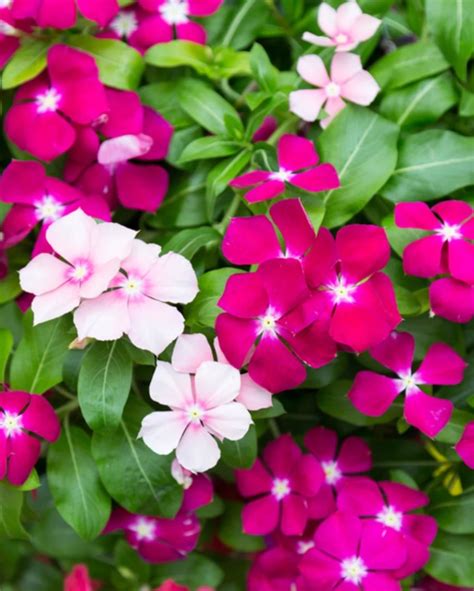Periwinkle Plant, Sadabahar Flower Plant, सदाबहार का पौधा, Winter ...