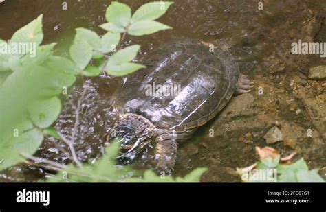 Image result for Snapping Turtle Pics