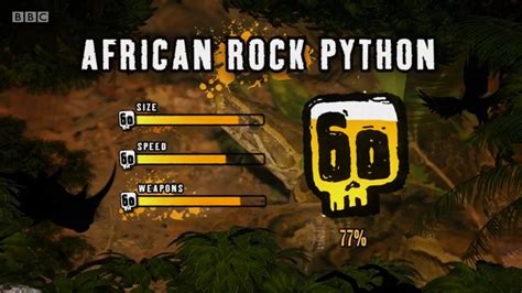 Image result for Deadly 60 Reticulated Python