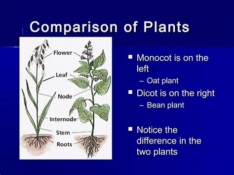Monocots 的图像结果