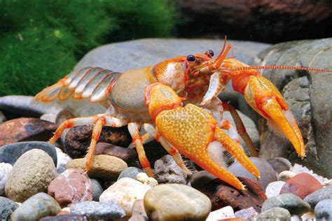 Image result for Class Crustacea Main Features