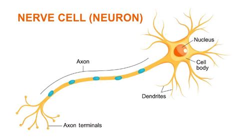 Specialised Animal Cells - Year 7 PDF Download