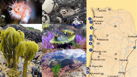 Lincoln City Tide Tables | Cabinets Matttroy