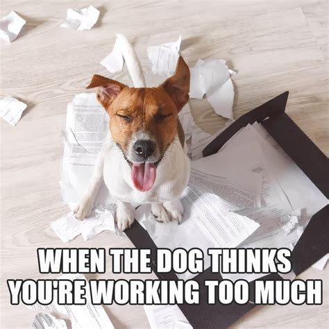 Too Much Paperwork Meme Paperwork Memes And Images Imgur