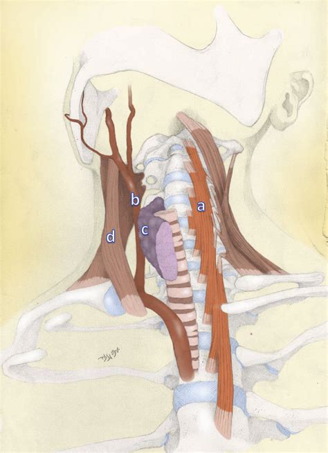 The local and referred pain patterns of the longus colli muscle - Journal of Bodywork and ...