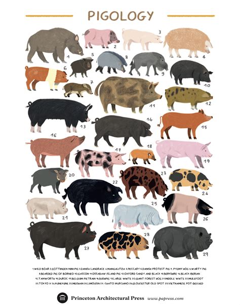 Breeds Of Pigs And Their Characteristics Pdf at Johnny Duffy blog