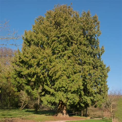 Western Red Cedar Tree Western Red Cedar Tree Essence Tree Frog Farm