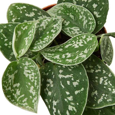 Buy Pothos Satin Scindapsus Pictus Plant in 4 in. Grower Pot Online at ...