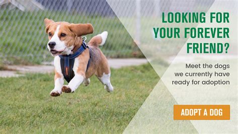 Home » Stokenchurch Dog Rescue