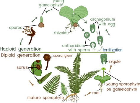 Image result for Fern Reproduction Cycle