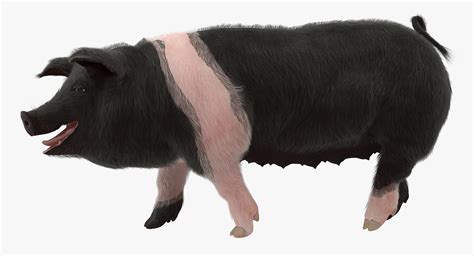 Hampshire Pig Sow with Fur Walking Pose 3D model | 3D Molier International