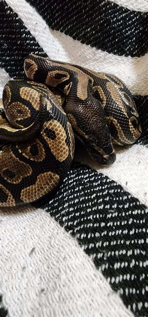 Image result for Ball Python 1 Minute