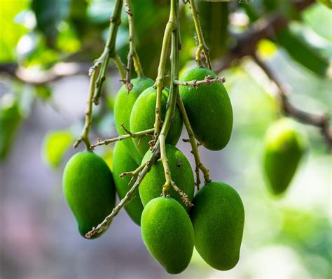 Mango Fruit Tree 的图像结果