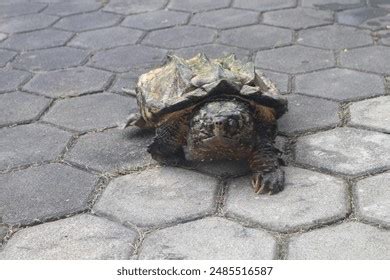 Image result for Alligator Snapping Turtle Shell Front View