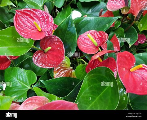Victorian wallpaper detail hi-res stock photography and images - Alamy