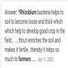 Write the importance of rhizobium bacchan farmers - Brainly.in