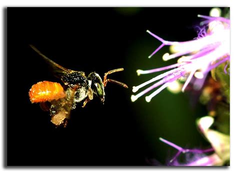 Guwahati Biodiversity | Guwahati Smart City Limited | Government Of ...